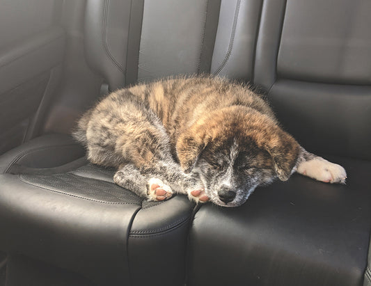 Premium Detail Upgrade, Pet Hair Removal